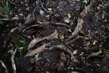 roots of tree exposed